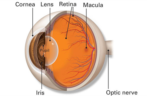 眼球结构卡通图