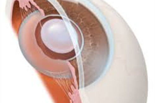 眼球晶体示意图