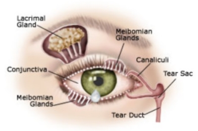 干眼症可以自己恢复吗？怎么缓解或者治疗？