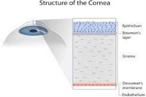 全激光角膜上皮细胞 全激光角膜上皮细胞