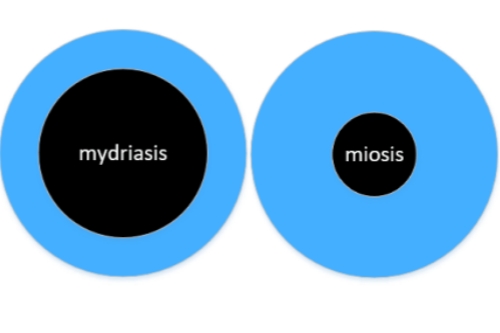 揭秘：儿童散瞳对眼睛有伤害吗？多久恢复正常？