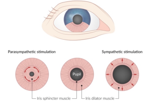 了解散瞳验光检查：洞察眼睛奥秘的关键步骤！