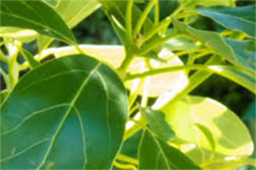 植物光合作用示意图