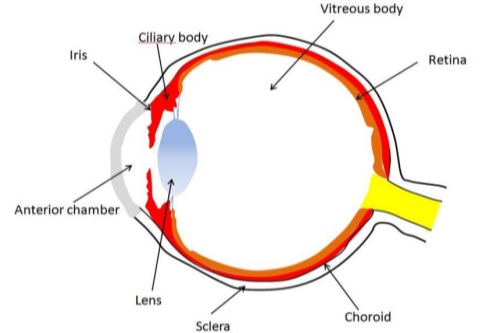 一文搞懂葡萄膜炎治疗方法：多种选择带来的好处！