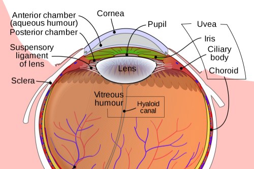 问答：葡萄膜炎是什么原因引起的？能治好吗？附带治疗方法哦！