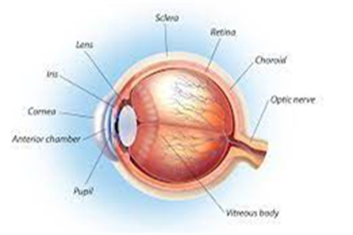 飞蚊症视网膜 飞蚊症视网膜