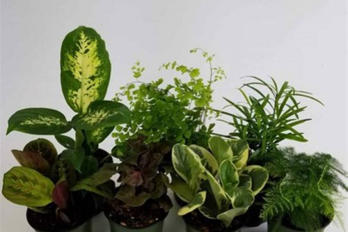 绿色植物图片