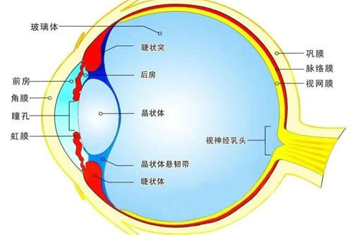 眼球的结构标识示意图