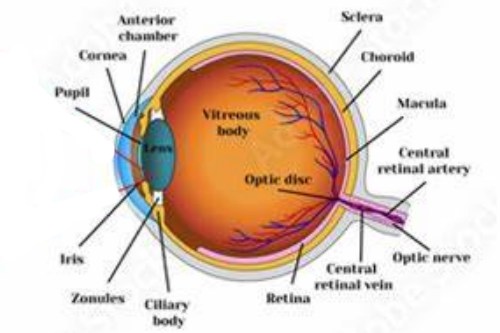 晶体混浊和玻璃体混浊一样吗？不一样，发生位置/对视觉影响/病因/治疗都不一样！