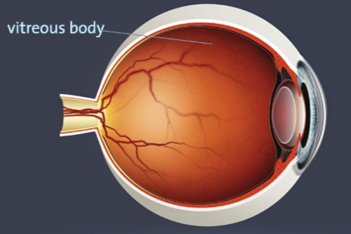 玻璃体结构