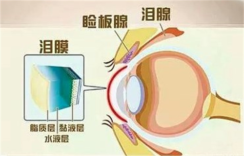 泪腺结构图
